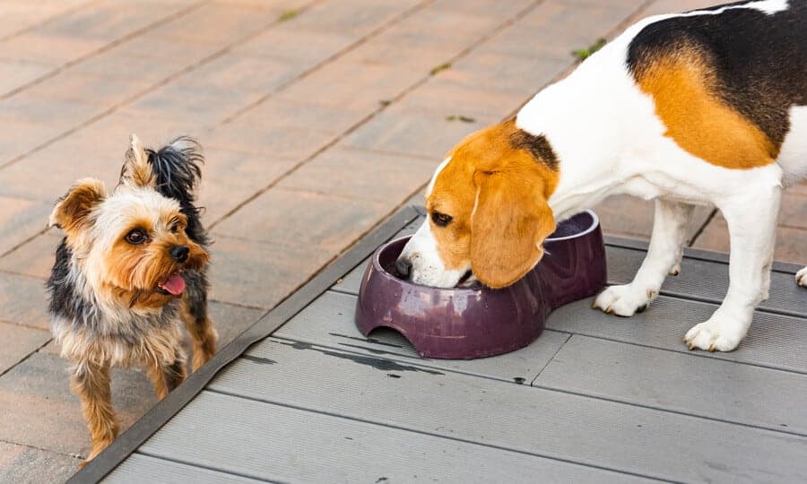 the-petz-Can-dog-drink-beer?