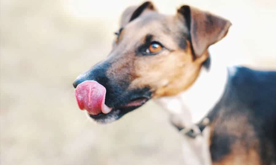 the-petz-Can-dog-drink-beer? 