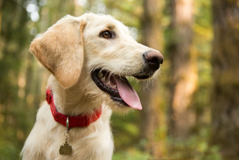 the-petz-rocky-mountain-spotted-fever-in-dogs