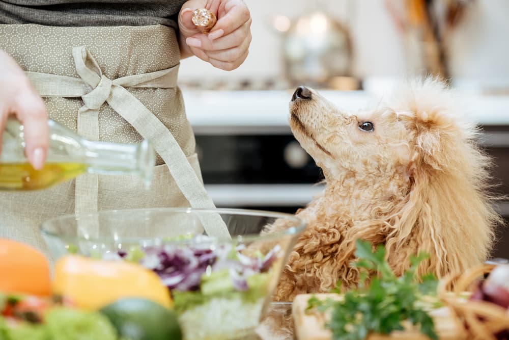 the-petz-olive-oil-for-dogs-is-it-safe