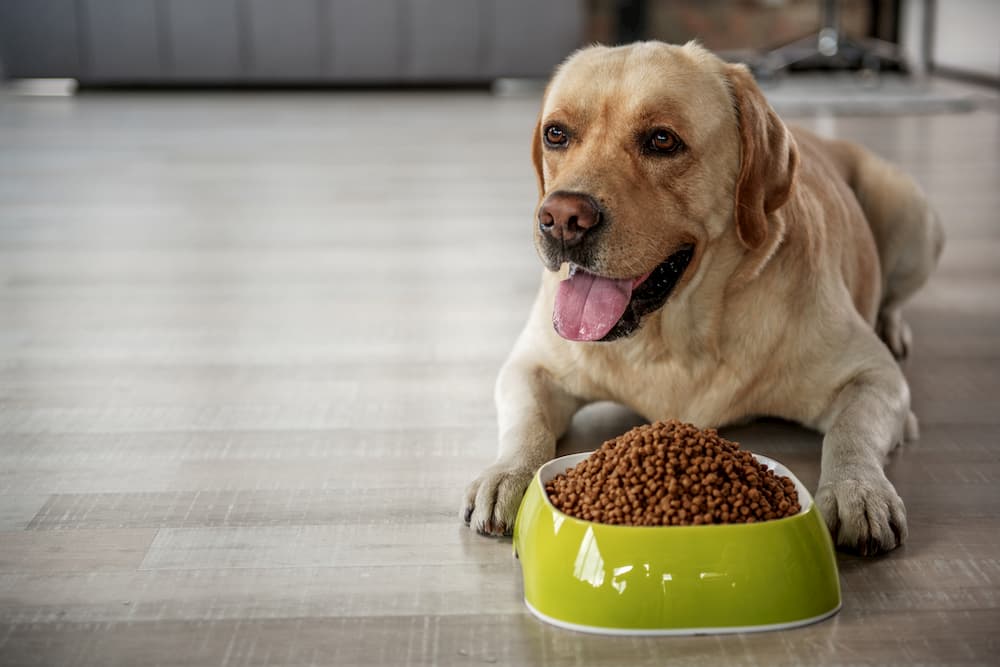 the-petz-7-mistakes-to-avoid-when-storing-dog-food-great-pet-care